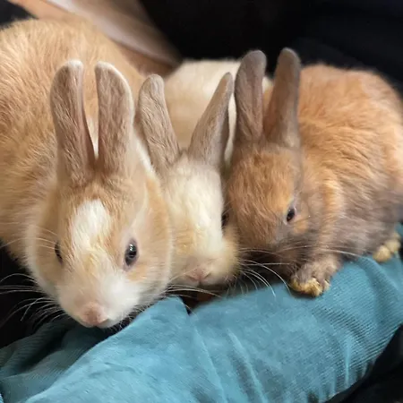 Ξενοδοχείο Su Nuraxi Barùmini