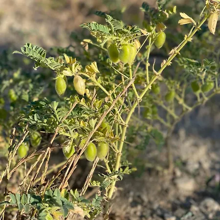 Su Nuraxi Ξενοδοχείο