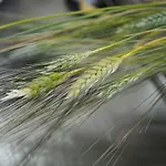 호텔 Su Nuraxi