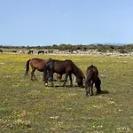 호텔 Su Nuraxi 바루미니